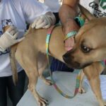 Proteção Animal: Itaguaí...